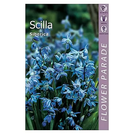 Kapiteyn  Bulbos de primavera Scilla siberica