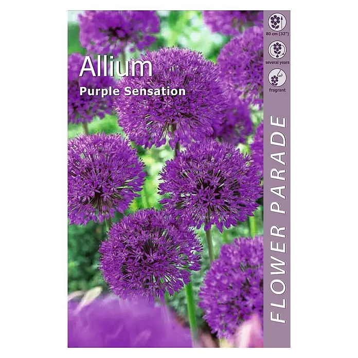 Kapiteyn Bulbos de verano Allium purple sensation - 3 ud. - Vista superior