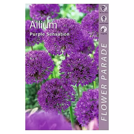 Kapiteyn  Bulbos de verano Allium purple sensation