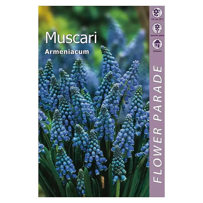 Kapiteyn Bulbos de primavera Muscari - 10 ud. - Vista superior