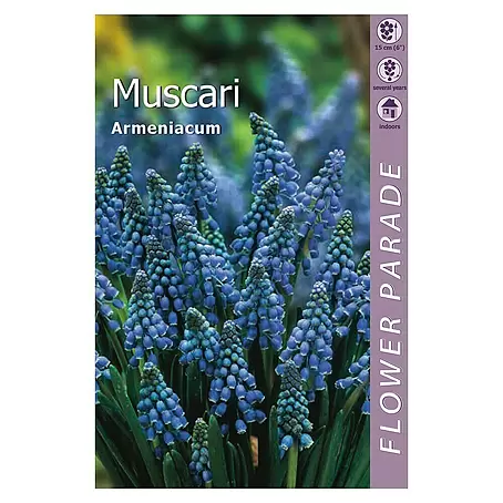 Kapiteyn  Bulbos de primavera Muscari