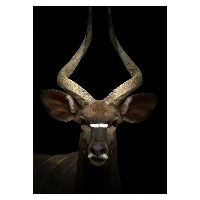 Póster Antílope - Retrato de animal, An x Al: 100 x 140 cm - Vista frontal