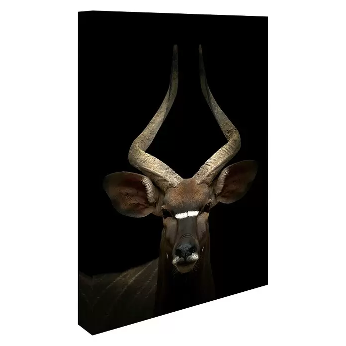 Póster Antílope - Retrato de animal, An x Al: 100 x 140 cm - Vista angular