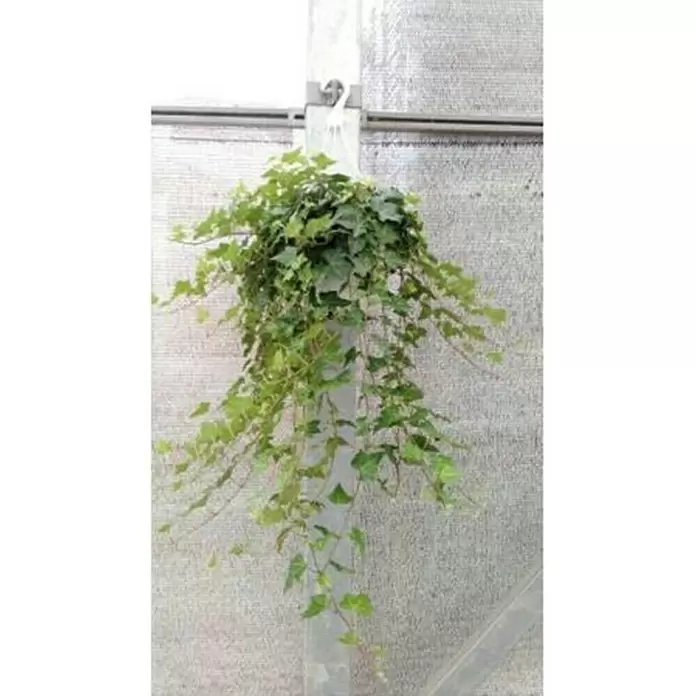 Hiedra - Hedera helix, Tamaño de maceta: 15 cm - Foto ambiente