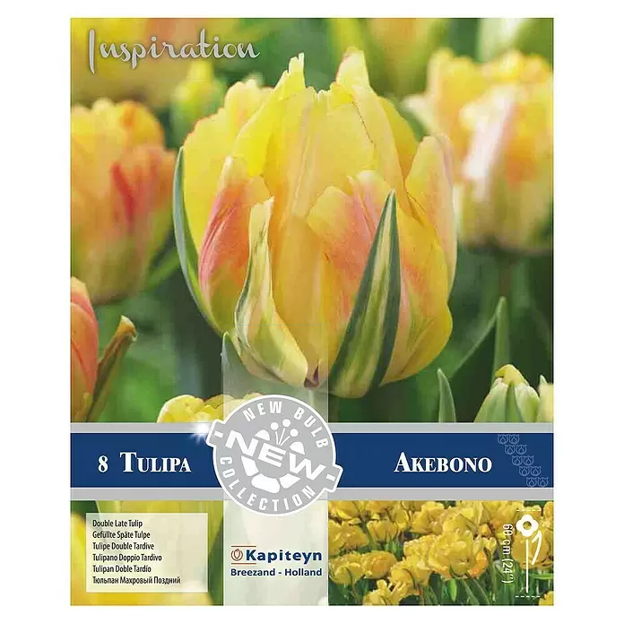 Kapiteyn Bulbos de primavera - Tulip Akebono, 8 ud. - Vista superior