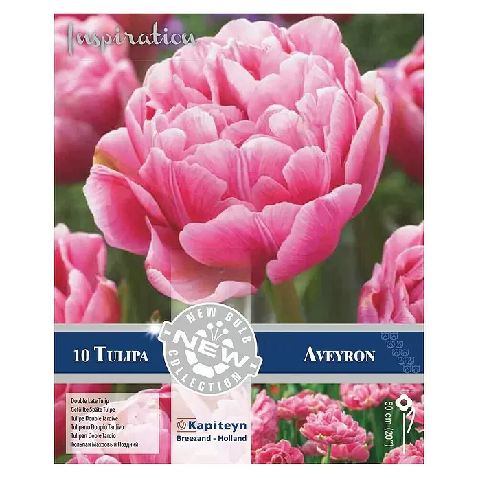 Kapiteyn Bulbos de primavera Tulipán Aveyron - 10 ud. - Vista superior