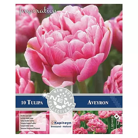 Kapiteyn  Bulbos de primavera Tulipán Aveyron