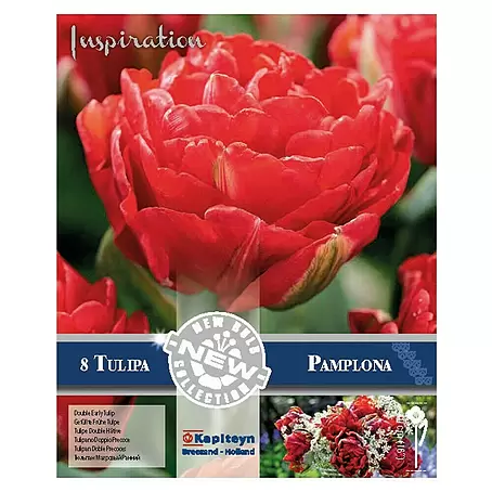 Kapiteyn  Bulbos de primavera Tulipán Pamplona
