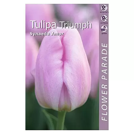 Kapiteyn  Bulbos de primavera Tulipán triumph synaeda