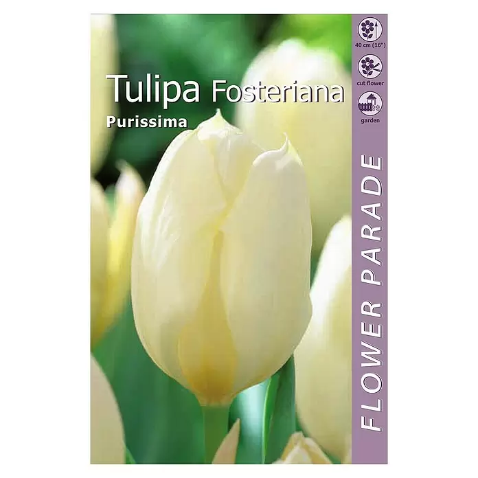 Kapiteyn Bulbos de primavera Tulipán fosteriana - 4 ud. - Vista superior