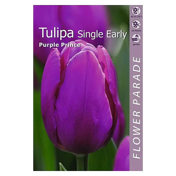 Kapiteyn Bulbos de primavera Tulipán purple prince - 4 ud. - Vista superior