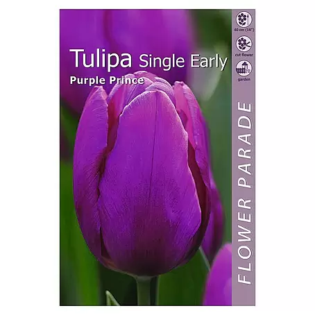 Kapiteyn  Bulbos de primavera Tulipán purple prince
