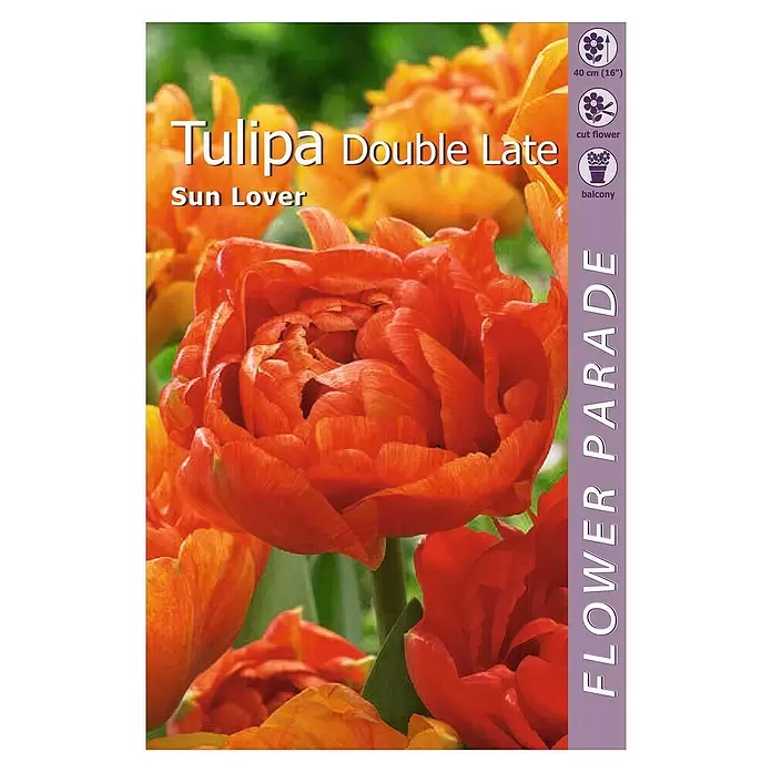 Kapiteyn Bulbos de primavera Tulipán Sunlover - 4 ud. - Vista superior