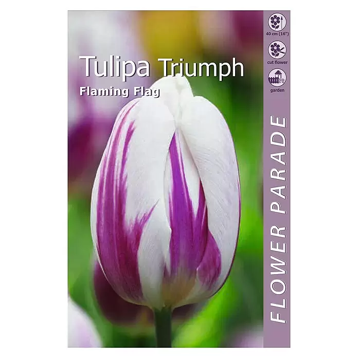 Kapiteyn Bulbos de primavera Tulipán triumph flag - 4 ud. - Vista superior