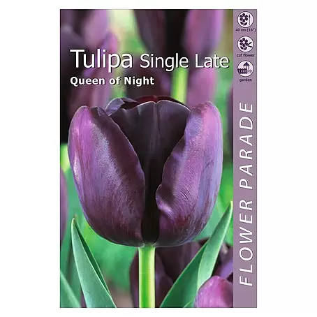 Kapiteyn  Bulbos de primavera Tulipán Reina de la noche