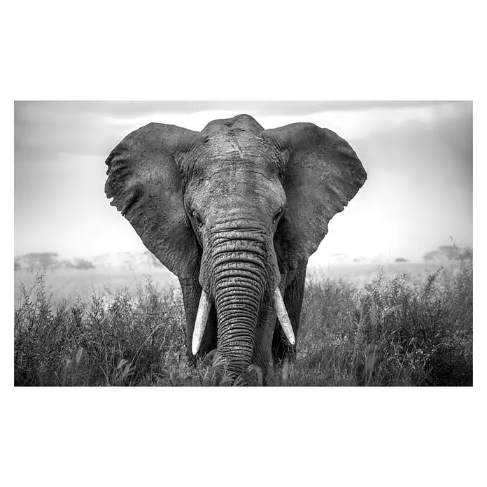 Armario de contadores Elefante - Animales, 50 x 35 cm, Black & White - Vista frontal