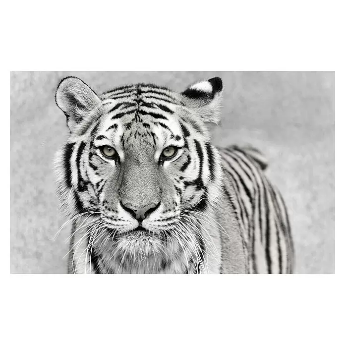 Armario de contadores Tigre - Animales, 50 x 35 cm, Black & White - Vista frontal