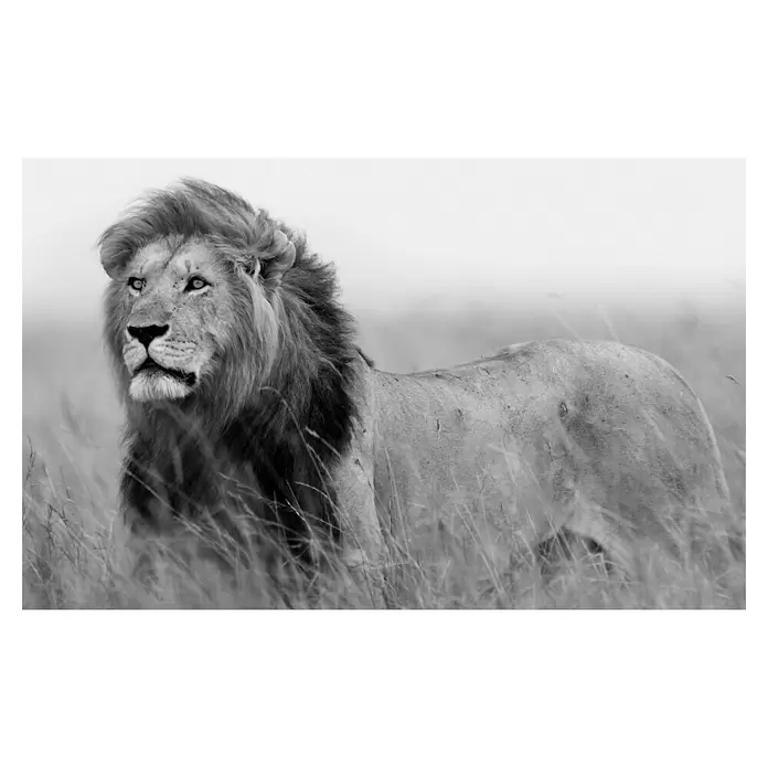 Armario de contadores León - Animales, 50 x 35 cm, Black & White - Vista frontal