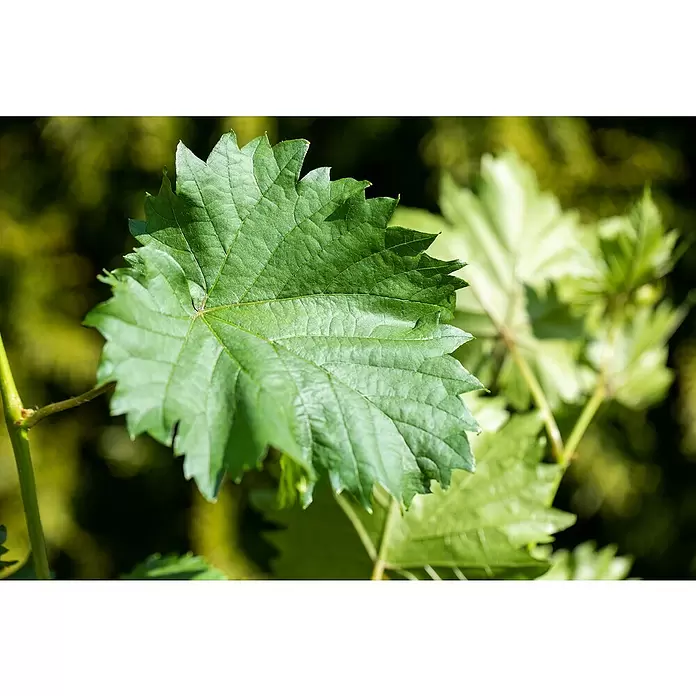 Weinrebe Spalier - Vitis vinifera 'Regent', Topfgröße: 17 cm, Erntezeit: September - Oktober - Detailaufnahme