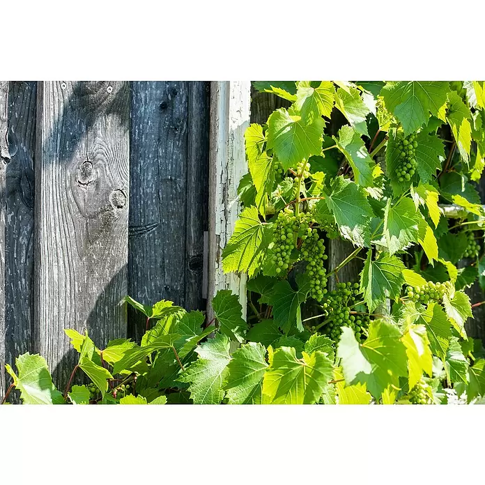 Weinrebe Pyramide - Vitis vinifera 'Phoenix', Topfgröße: 17 cm, Erntezeit: August - September - Stimmungsaufnahme