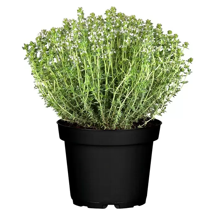 Piardino Echter Thymian - Thymus vulgaris, Topfgröße: 13 cm - Vorderansicht