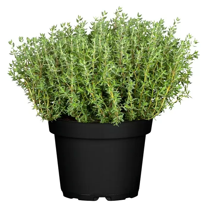 Piardino Echter Thymian - Thymus vulgaris, Topfgröße: 13 cm - Vorderansicht