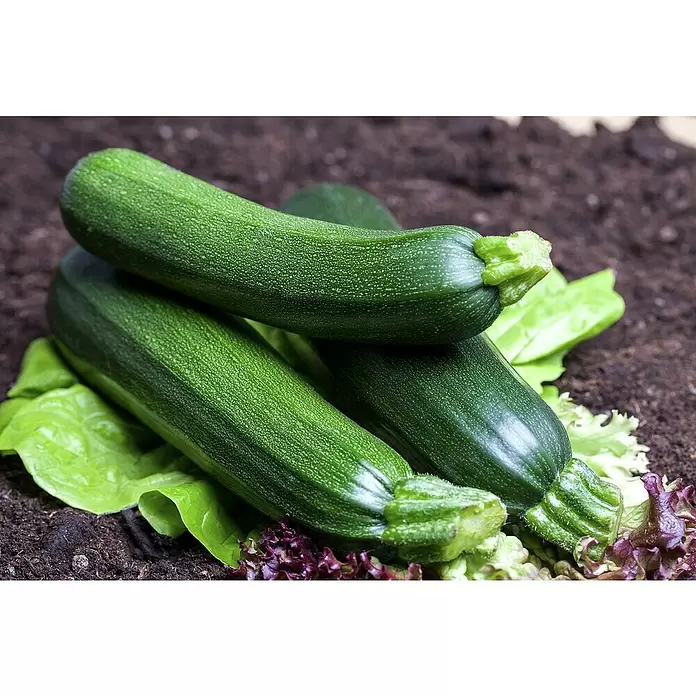 Zucchini - Cucurbita pepo 'Rhodos', 12 cm, Erntezeit: August - Stimmungsaufnahme
