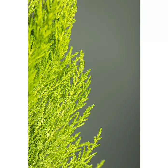 Piardino Ciprés Goldcrest Wilma - Cupressus macrocarpa 'Goldcrest', Tamaño de maceta: 23 cm - Primer plano
