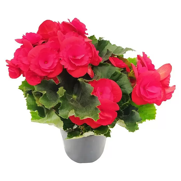Piardino Begonia elatior - Begonia elatior, Tamaño de maceta: 13 cm, Según su variedad - Vista frontal