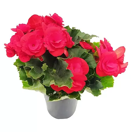 Piardino  Begonia elatior