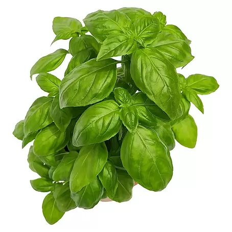 Albahaca