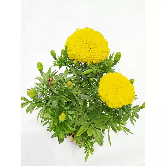 Piardino Helecho - Nephrolepis Exalta 'Green Lady', Tamaño de maceta: 12 cm - Primer plano