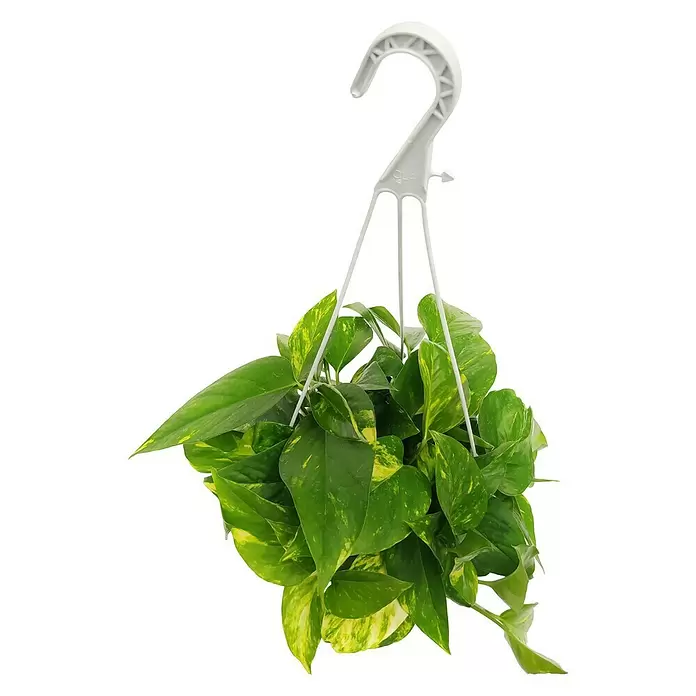Piardino Poto - Epipremnum aureum, Tamaño de maceta: 15 cm - Vista frontal