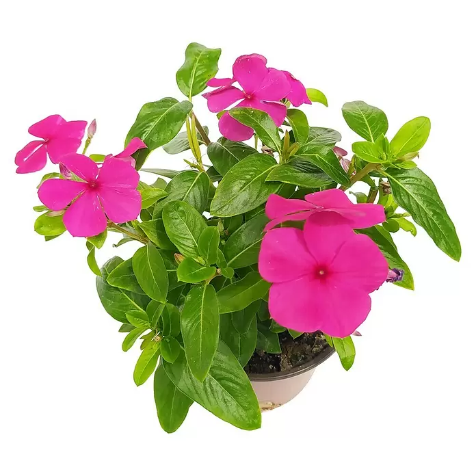 Piardino Staude - Vinca Catharanthus, Topfgröße: 12 cm, Blütenfarbe: Sortenabhängig - Vorderansicht