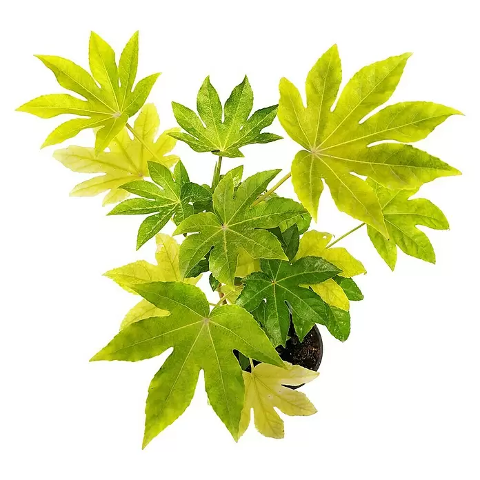 Piardino Fatsia japonica - Fatsia japonica, Tamaño de maceta: 13 cm - Vista frontal