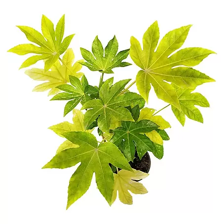 Piardino  Fatsia japonica