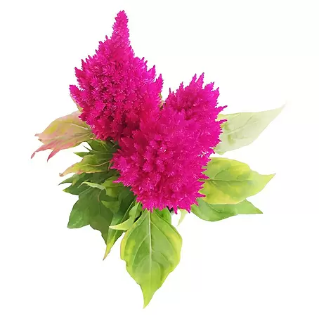 Celosía plumosa