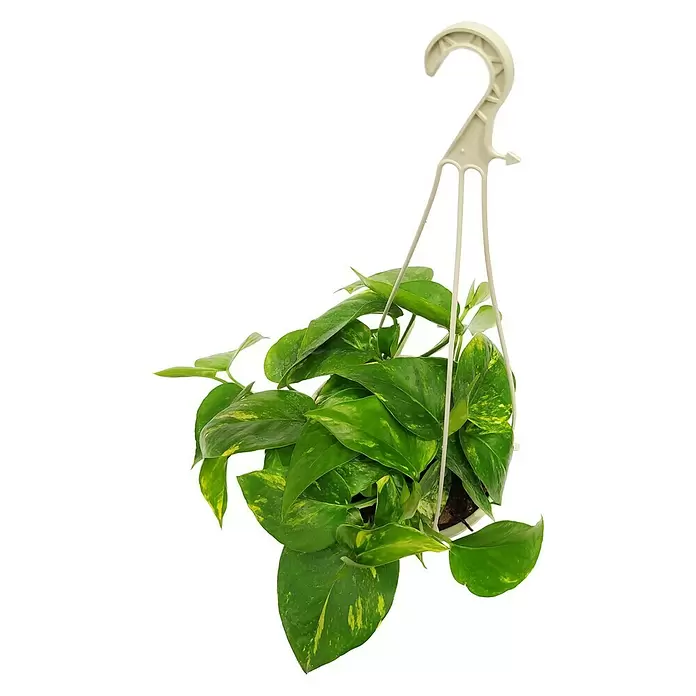 Poto - Epipremnum aureum, Tamaño de maceta: 18 cm - Vista frontal