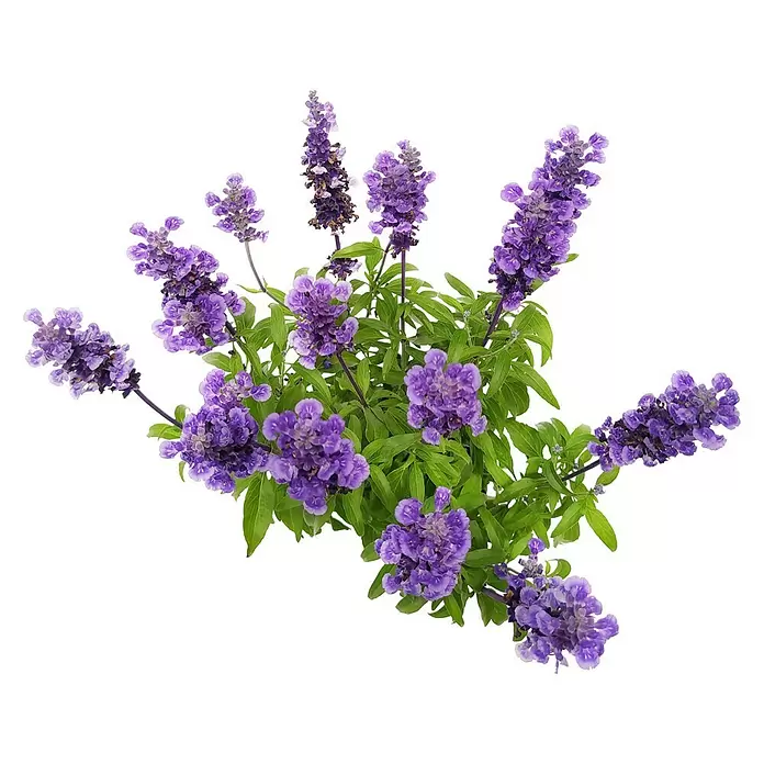 Piardino Salvia farinacea - Salvia farinacea 'Mystic Spire', Tamaño de maceta: 13 cm, Azul, Violeta - Vista frontal