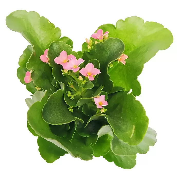 Piardino Kalancoe - Kalanchoe, Tamaño de maceta: 10 cm, Verde - Vista frontal