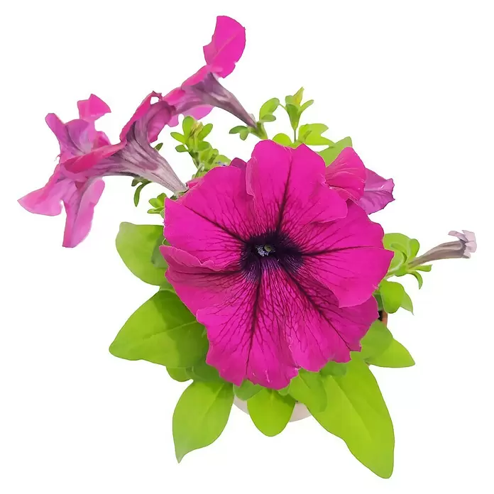 Petunie - Petunia hybrida, Topfgröße: 10 cm - Vorderansicht