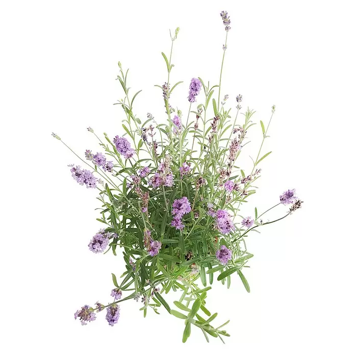 Piardino Lavanda - Lavandula angustifolia, Tamaño de maceta: 13 cm - Vista frontal