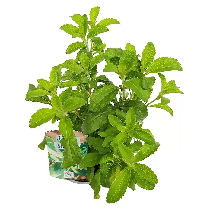 Stevia - Stevia rebaudiana, Tamaño de maceta: 14 cm - Vista frontal