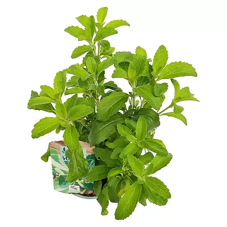 Stevia