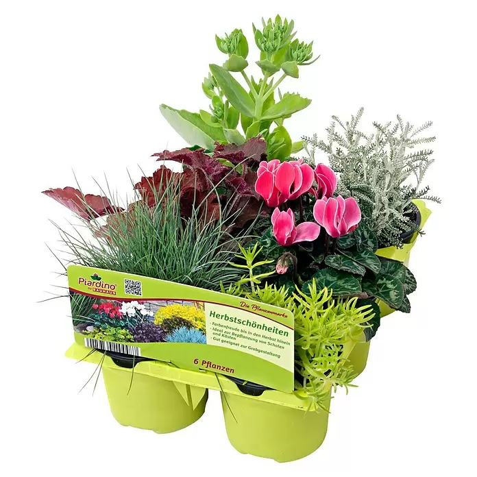 Piardino Pflanzen-Mix Herbstschönheiten - Herbstschönheiten 6-er Pack, Topfgröße: 9 cm, Gemischt - Diagonale Ansicht