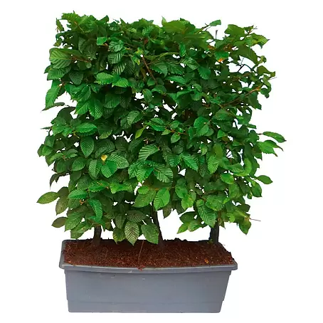 Hainbuche