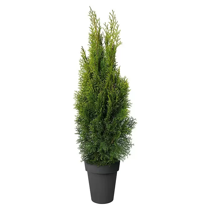 Lebensbaum - Thuja occidentalis 'Samaragd', Topfgröße: 5 l - Vorderansicht