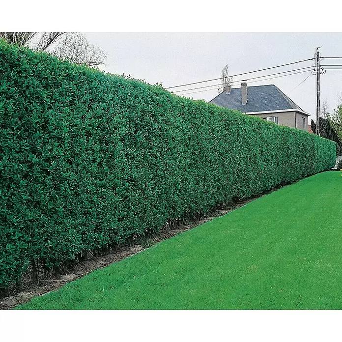 Liguster - Ligustrum ovalifolium, Topfgröße: 2,5 l - Stimmungsaufnahme