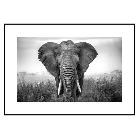 Armario de contadores Elefante