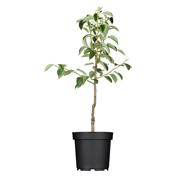 Piardino Obstbaum - Kernobst - Vorderansicht